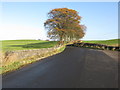 Langton Bridge and a Stand of Trees in G77 6PU