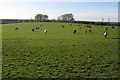 Grazing by Greenfield Road in Westoning, Flitton & Greenfield Ward