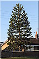 Monkey Puzzle Tree on A1133 in LN1 2GA