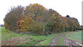 Autumnal Woodland, Little Easton in CM6 2JN