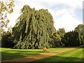 Weeping beech, Castle Ashby Gardens in NN7 1LQ