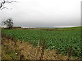 Arable field at Cardyke Farm in G33 1GW