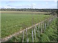 Footpath south of Hattingley in GU34 5PU