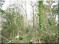 Path through Coed yr Hendy in LL58 8RW