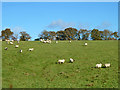 Sheep on the hillside in Froxfield and Privett