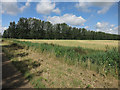 Field, ditch and windbreak in IP28 8QU