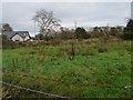 Rough pasture in the centre of Rhos Isaf in Llanwnda Community
