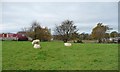 Sheep pasture, Rhos Isaf in Llanwnda Community