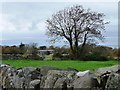 Tree on a field boundary, Rhos Isaf in Llanwnda Community