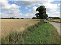 Ripe wheat field in IP27 9BY