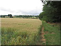 Field path alongside Ufford Oaks near Stamford in PE9 3EJ