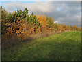 Autumn colours in Pages Wood in RM14 1TX