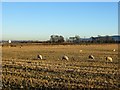 Sheep on stubble in KY13 0NR