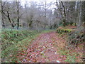 Track in Kames Hill Plantation in PA20 0QQ