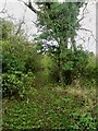 Footpath entering woodland in Dovenby
