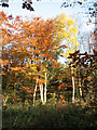 Autumn colours beside Holt Road in NR10 4QQ