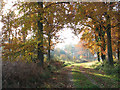 Autumn colours in Haveringland Wood in NR10 4QQ