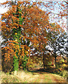 Ivy-clad trees beside path through Haveringland Wood in NR10 4QQ