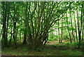 Coppicing, Bowden Wood in TN32 5EY