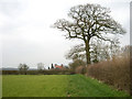 Cereal Crop and Oak Tree, near Halfpenny Green, Staffordshire in DY7 5ER