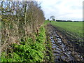 A muddy footpath to Wye Downs in TN25 5TG