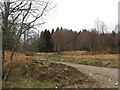 Forest road, Allean in PH16 5NR