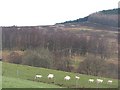 Sheep, Borenich in PH16 5RS