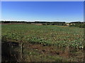 Agricultural landscape W of Brick Yard Farm, Donington on Bain in LN11 9TR