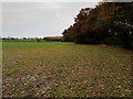 View towards Morrell's Wood in HG5 9HJ