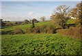 Field by Coles's Lane in EX13 5SW