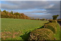 Shaped hedgerow between lane and field near Stonyland Copse in GU34 5PX