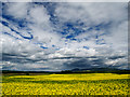Oil-seed rape field near Wood of Coldrain in KY13 0QW
