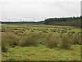 Semi-moorland near Brow in ML2 9PJ