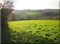 Field above Monkton Wyld Lane in DT6 6DE
