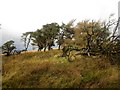 Trees on Great Mell Fell in CA11 0RZ