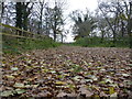 A carpet of leaves on the track in PE32 1PS