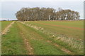 Track to a copse  in Ashby de la Launde, Digby & Scopwick Ward