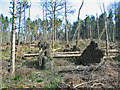 Storm damage in plantation near Lower Holwell Dorset in BH21 5QR