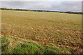 Arable field near Ashwell Lodge in GL54 4NE