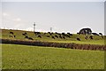 East Devon : Cattle Grazing in EX5 3LH