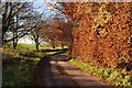 East Devon : Country Lane in EX5 3LH