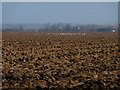 Gulls on newly-ploughed field in LS25 7FH