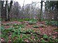 Bracken amidst the trees in DD2 5NG