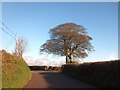 Tree at the end of Broomhouse Lane in EX36 4JF