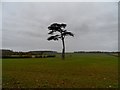 Lone tree near Forty Acre Plantation in SG9 0EU