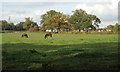 Paddock with horses near Malthouse Farm, Wythall in B38 0EG