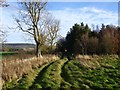 Footpath entering Pilmoor Wood in NE66 4PZ