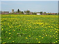 Field of Dandelions in ST10 4SW