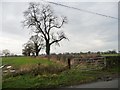 Trees on a field boundary, near Lightfoot Green Farm in CW11 2SW