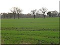 Farmland south of Lightfoot Green Farm in CW11 2SW